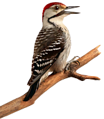 Punta Manzano, Villa La Angostura